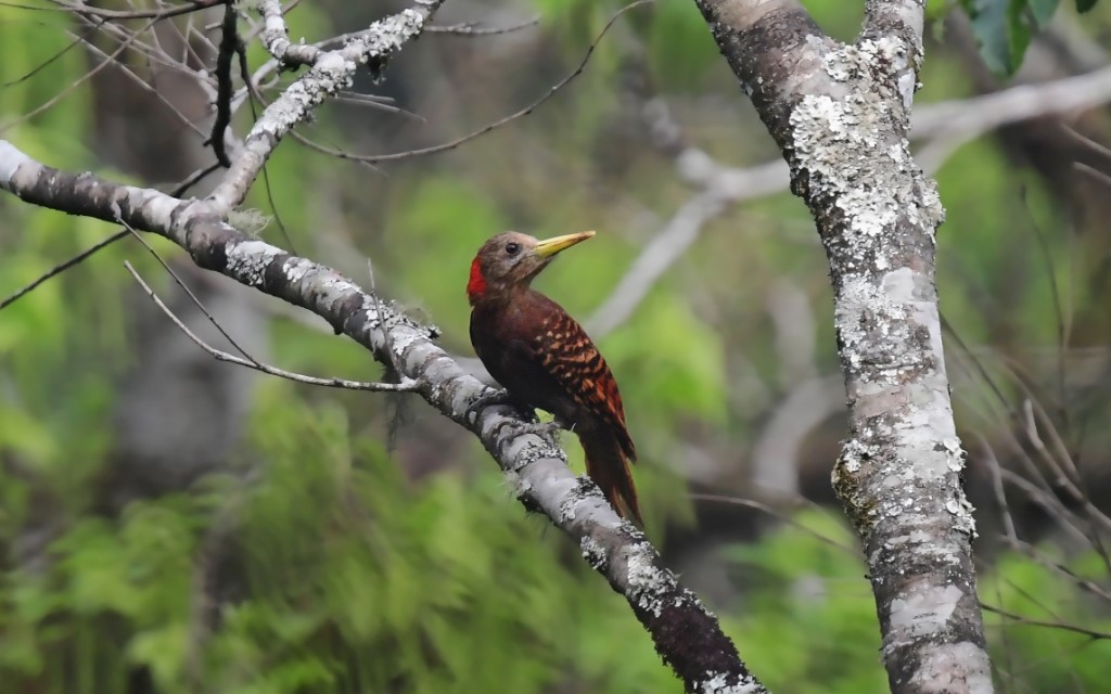 Tree-clinging Birds